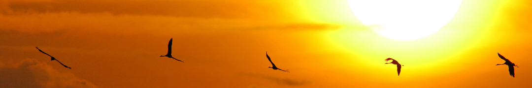 Grullas volando a la puesta de sol