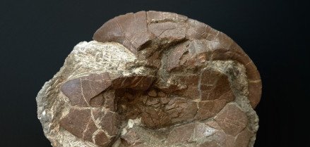 Detalle del caparazón fósil de una tortuga. Tiene forma de semicircunferencia, es de tonos pardos y aparece sobre un fondo negro.