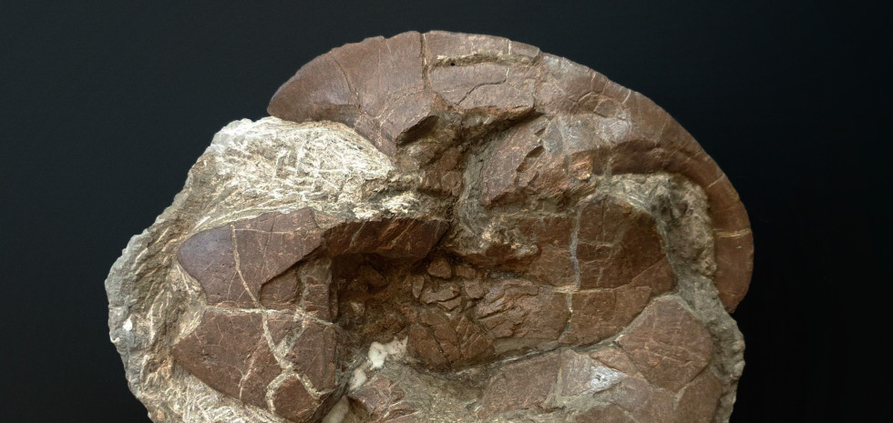 Detalle del caparazón fósil de una tortuga. Tiene forma de semicircunferencia, es de tonos pardos y aparece sobre un fondo negro.