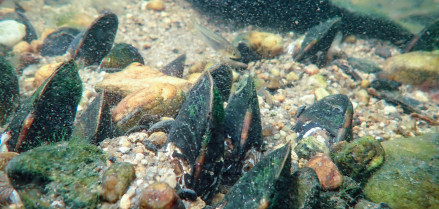 Unio delphinus en el fondo acuático.